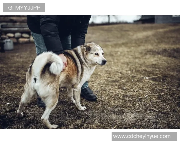 足球明星与宠物狗的温馨时刻揭秘他们的亲密关系与生活乐趣